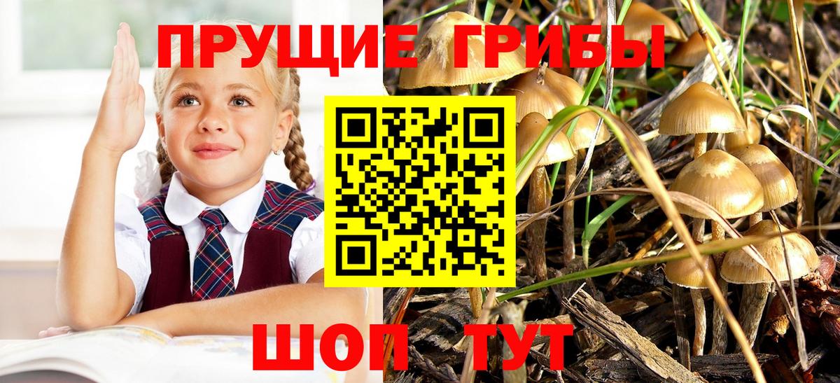 Галлюциногенные грибы Cubensis Североуральск